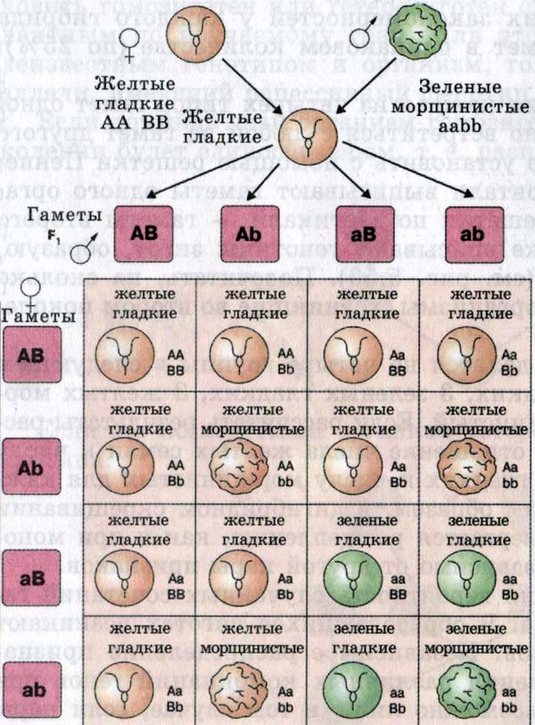 Независимое наследование признаков.